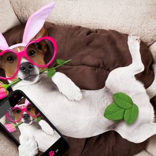 Jack Russell Terrier wallpaper