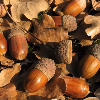 Acorn wallpaper