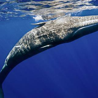 Catfish  whale wallpaper