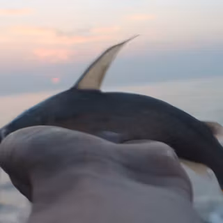 Catfish  whale wallpaper