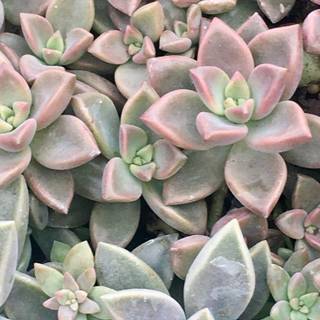Rose gold succulent wallpaper