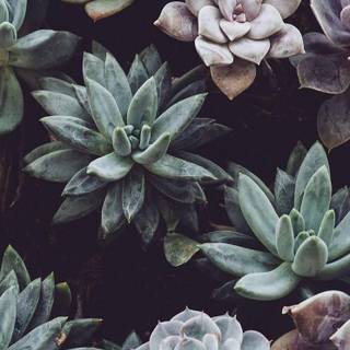 Rose gold succulent wallpaper