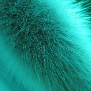 Fur wallpaper