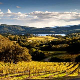 Wine Country movie wallpaper