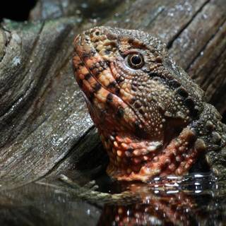 Chinese provinces wallpaper