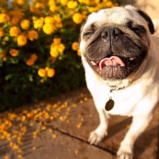 Brown and black pugs wallpaper