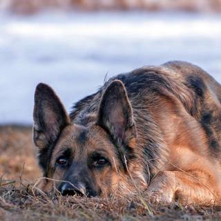 Black German Shepherd wallpaper
