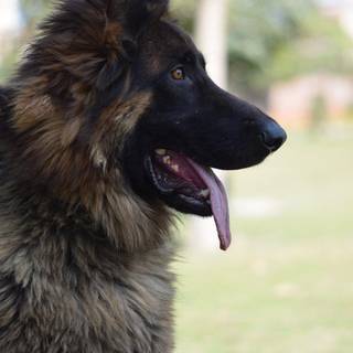 Black German Shepherd wallpaper