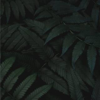 Mysterious wallpaper