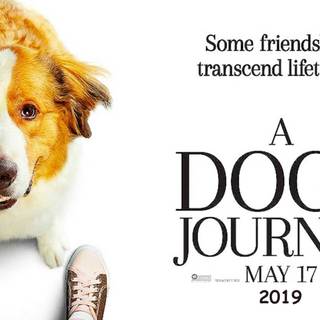 A Dog's Journey wallpaper
