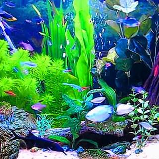 Fish aquarium wallpaper