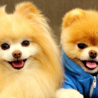 Pomeranian puppies wallpaper
