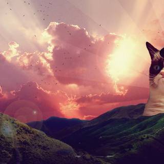 Grumpy Cat HD wallpaper