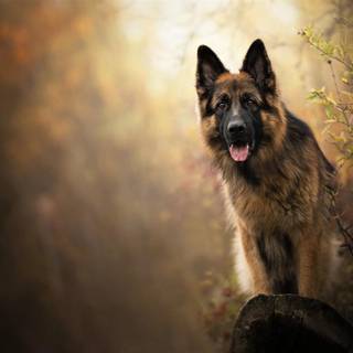 German Shepherd dogs wallpaper