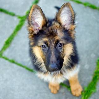 German Shepherd dogs wallpaper