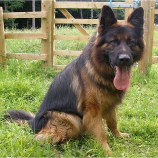 German Shepherd dogs wallpaper