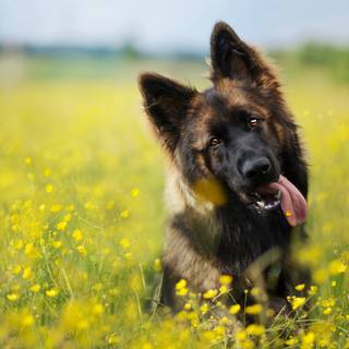 German Shepherd dogs wallpaper