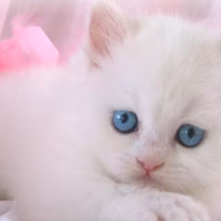 Fluffy kitty wallpaper