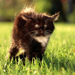 Fluffy kitty wallpaper