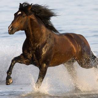 Brown Arabian horse wallpaper