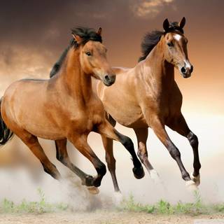 Brown Arabian horse wallpaper
