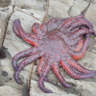 Sunflower sea star wallpaper