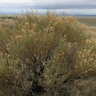 Shrub steppe wallpaper