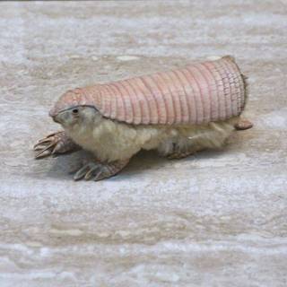 Pink fairy armadillo wallpaper