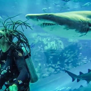 Aquarium with diver wallpaper