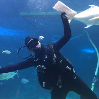 Aquarium with diver wallpaper