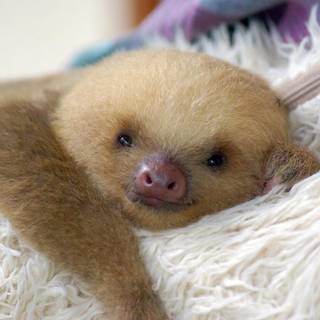 Baby sloth wallpaper