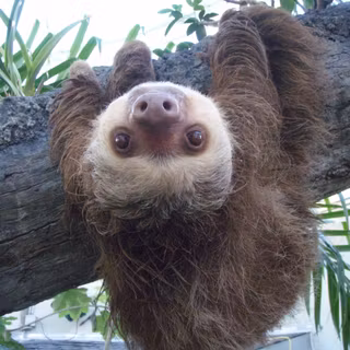 Baby sloth wallpaper