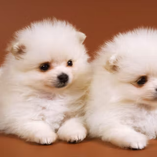 Cute baby dogs wallpaper