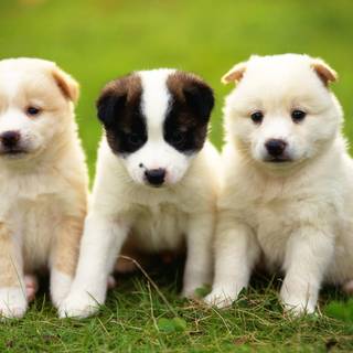 Cute baby dogs wallpaper