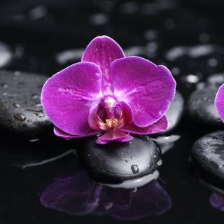 Pink rocks wallpaper