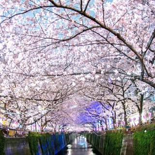 Cherry trees wallpaper