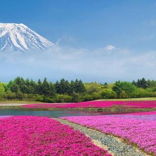 Spring flower garden Mount Fuji Lake Kawaguchi wallpaper