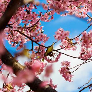 Cherry trees wallpaper