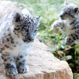 Snow leopards cubs wallpaper