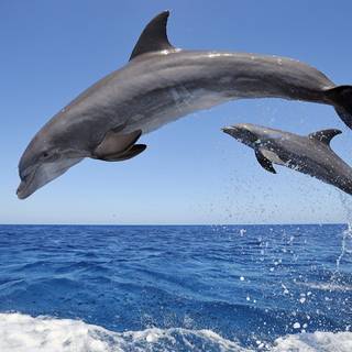 Dolphins jumping wallpaper