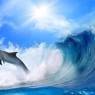 Dolphins jumping wallpaper