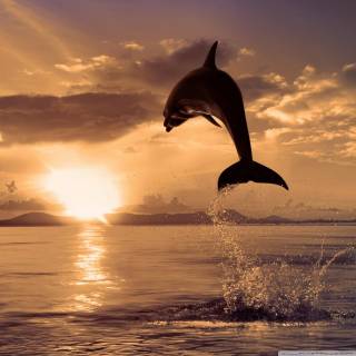 Dolphins jumping wallpaper