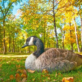 Geese on the grass wallpaper