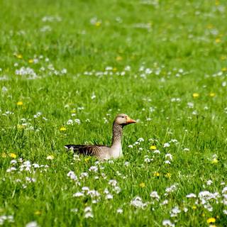 Geese on the grass wallpaper