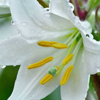 Calla lily with rain drops wallpaper