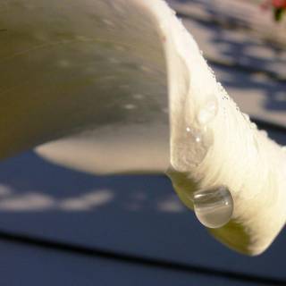 Calla lily with rain drops wallpaper