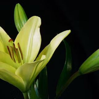 Calla lily with rain drops wallpaper