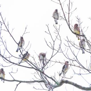 Cobble Hill Cedar Waxwings wallpaper