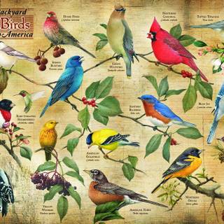 Cobble Hill Cedar Waxwings wallpaper