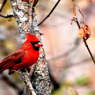 Autumn cardinals wallpaper